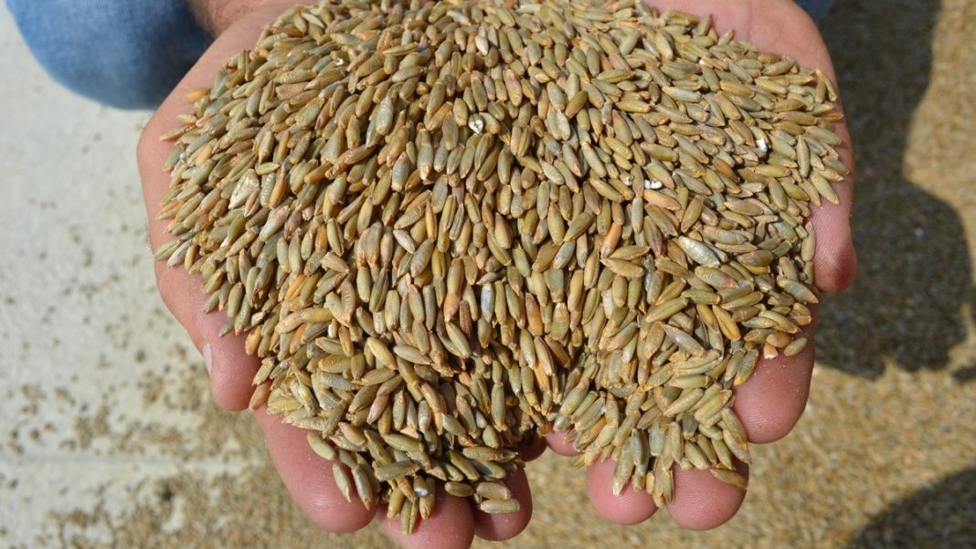 зерно в руках