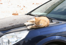 Рязанцам рассказали, как оплатить платную парковку при отсутствии интернета